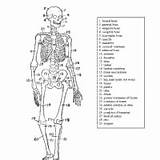 Coloring Anatomy Skeleton Human Pages Printable Skeletal System Surfnetkids Sheet Print Many Worksheet Crayons Halloween October Just Click Gif Biology sketch template
