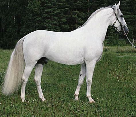 lipizzaner stallion maestoso rosita white horses beautiful horses