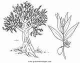 Olivenbaum Ausmalen Malvorlage Toskana Bäume sketch template