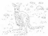 Eastern Coloring Kangaroo Grey Young Pages Quoll sketch template