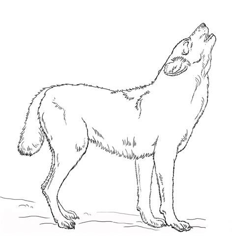 howling wolf   night coloring page  printable coloring pages