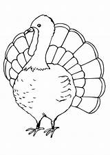 Coloring Turkey Truthahn Parentune sketch template