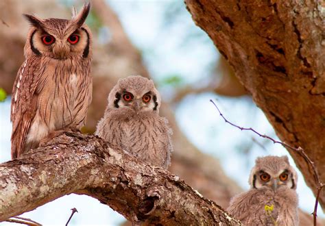 pleasing owl family wallpapers share