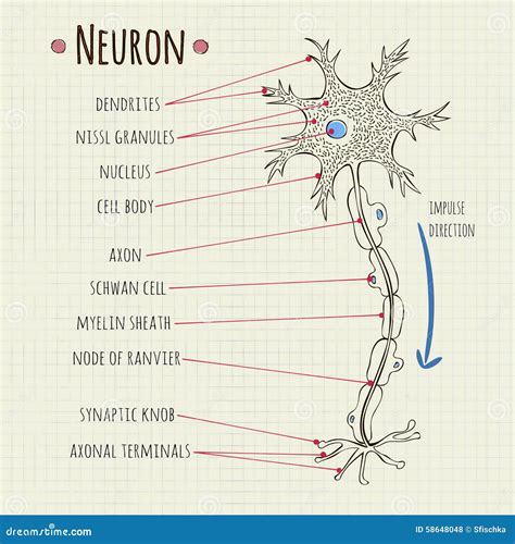 vector illustration neuron chart stock vector illustration