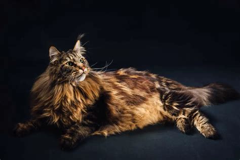 maine coon mix  interesting facts   cat part maine coon