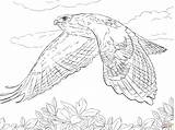 Hawk Coloring Pages Tailed Red Flight Hawks Drawing Flying Birds Prey Printable Draw Vs Supercoloring Bird Print Easy Kids Color sketch template