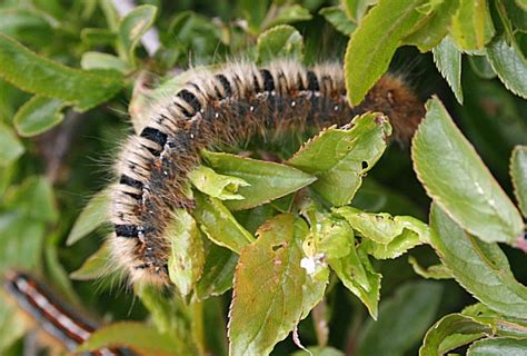 oak eggar moth caterpillar © anne burgess cc by sa 2 0 geograph
