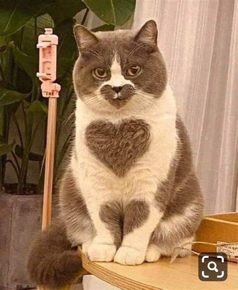 hearty cat