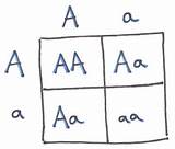 Clipart Genotype Punnett Square Drawing Library Clip Cliparts Clipground sketch template