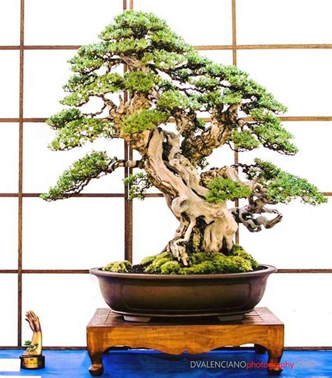 buy bonsai tree ireland 20 seeds rare chinese banyan