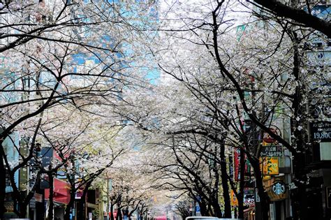 yaesu sakura street cherry blossoms japan web magazine