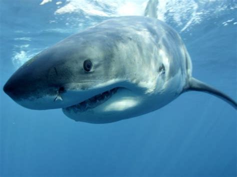 Hammerhead Great White Sharks Haunt California Beaches