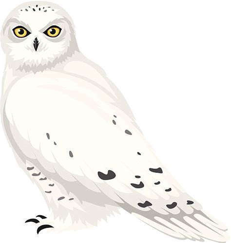 snowy owl clipart  snowy owl clipart