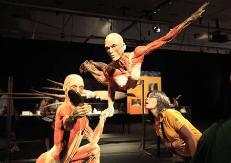 body worlds exhibit  plastinated corpses opens  controversy