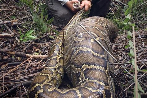 look python swallows deer whole in florida