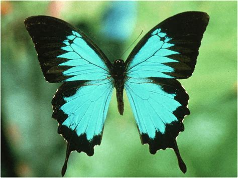 blue swallowtail butterfly facts full naked bodies