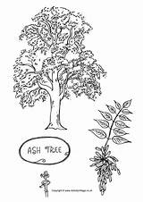 Tree Ash Colouring Pages Trees Coloring Leaves Village Activity Color Colour Oak Sycamore Sheets Become Member Log Activityvillage British Explore sketch template