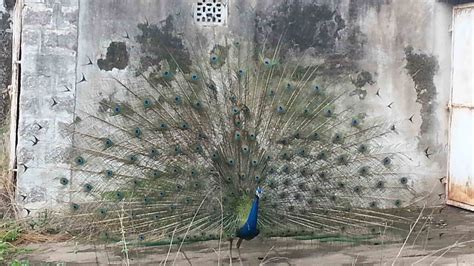 Peacocks Are Not Celibate Bird Experts Debunk Rajasthan Judge S