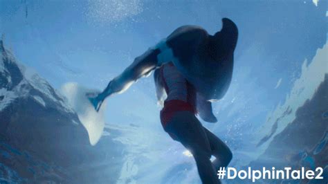 dolphin tale s find and share on giphy
