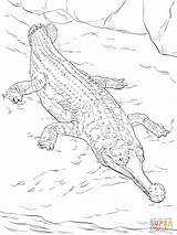 Coloring Gavial Crocodile Pages Realistic Crocodiles Saltwater Nile Printable Drawing Australian Kids Getdrawings Parentune sketch template