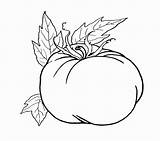 Drawing Coloring Plant Tomato Pumpkin Kids Pages Getdrawings sketch template
