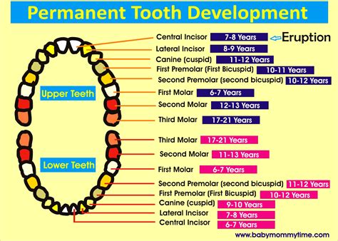 primary tooth chart