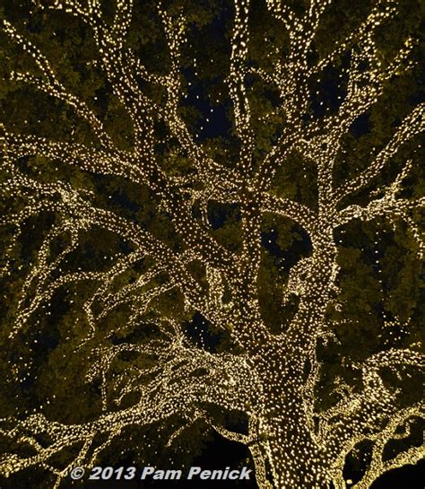 spectacular lighted trees bring holiday joy  johnson city digging