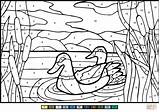 Malen Zahlen Ausmalbilder Enten sketch template