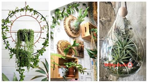 creative hanging plants ideas  indoor wittyduck