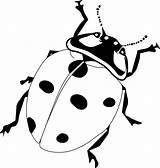 Ladybug Ladybird Bug Pencil sketch template