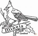 Coloring Cardinal Pages Illinois Bird State Drawing Louis St Printable Florida Cardinals Draw Red Kids Getcolorings Supercoloring Color Getdrawings Colorings sketch template