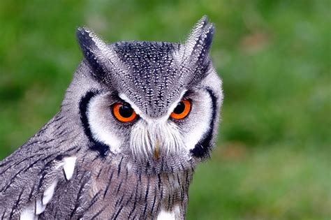 white faced owl birding world