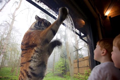 tigerlodge tiger lodge  port lympne apri flickr