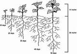 Plant Cotton Development Drawing Root Getdrawings Click sketch template