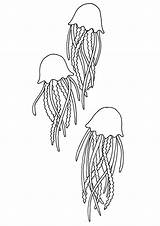 Jellyfish Coloring Books Pages Last sketch template