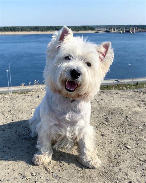 cool facts  west highland white terriers  dogman