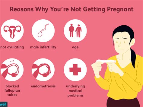 am i fertile after my period pregnancy test
