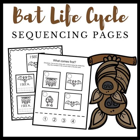 printable life cycle   bat worksheets  preschool