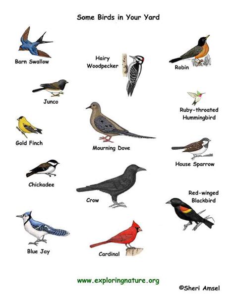 types  birds
