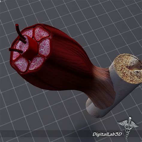 3d muscle tissue cgtrader