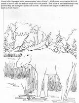Coloring Pages Elk Moose Printable Color Hunting Moose2 Library Comments sketch template