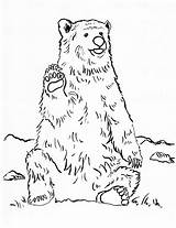 Bear Coloring Grizzly Pages Realistic Printable Drawing Print Color Line Step Getdrawings Getcolorings Samanthasbell Today sketch template
