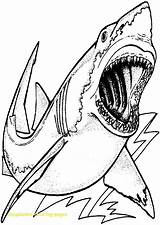 Megalodon Sharks Coloriage Requin Imprimer Hai Dinosaure Colorier Albanysinsanity Getcolorings sketch template