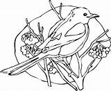 Coloring Robin Magpie Bird Pages Twigs Perching Kids Designlooter sketch template