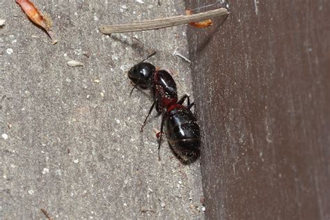 queen ant project noah