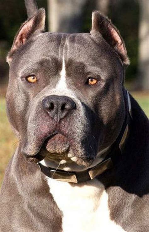 interesting facts  pit bull dogs  breed