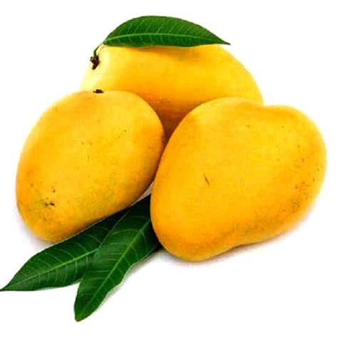 fresh mango  rs kilogram mangoes id