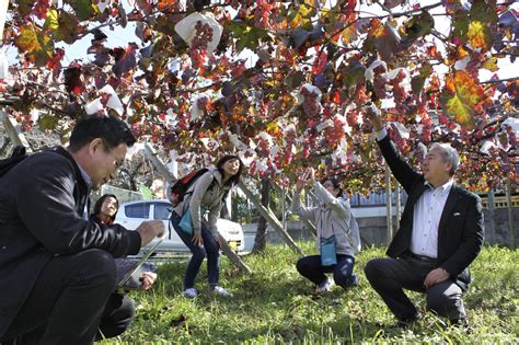japanese winemakers look to boost global brand as eu trade deal brings
