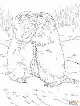 Prairie Dog Coloring Pages Print Getcolorings Kissing Dogs Getdrawings Drawing Color sketch template