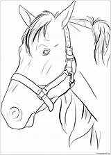 Horse Pages Head Coloring Adults Color sketch template
